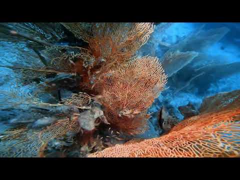 Diving at Shark Point (Hin Mu Sang) - 7 March 2022