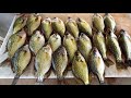 Salimos en busca de crappies y las encontramos. Dos lures salieron muy efectivos para pescar.
