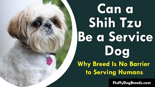 Can a Shih Tzu Be a Service Dog Why Breed Is No Barrier to Serving Humans