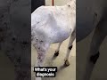 Goat pox