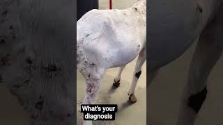 Goat pox