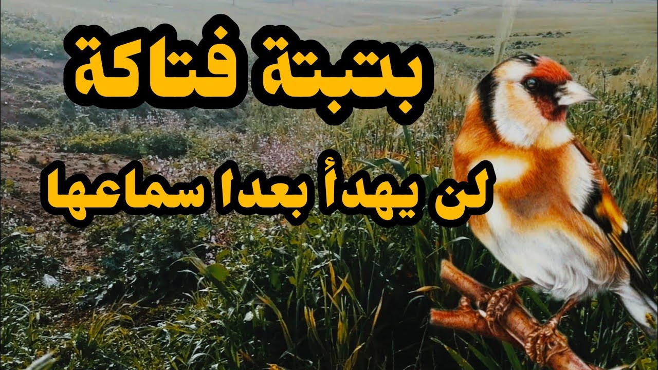 أفضل بتبتة الحسون غنية عن التعريف تعتبر من أقوى بتبتات لتحفيز الحسون على الغناء  تحفيز في ثواني 🏆💥