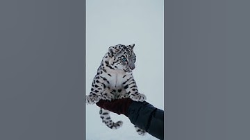 #AI #Sora #OpenAI Snow Leopard Encounter