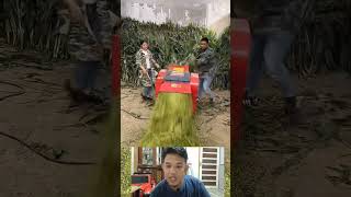 Cara Membuat Pakan Ternak Dari Batang Jagung
