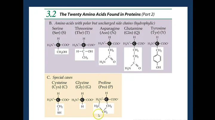 amino acids peptide bonds