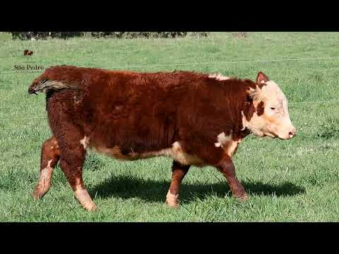 LOTE 14 - J16 JENIFER DELLA SÃO PEDRO - 3º Leilão Hereford na Essência - Parceria Leilões