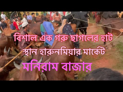 বিশাল এক গরু ছাগলের হাট স্থান হারুন মিয়ার মার্কেট মনিরাম বাজার