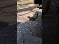 Adorable Chipmunk at my feet
