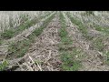 Scouting chickpeas for weeds