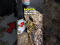Are All Barnacles Bad For Turtles? (Barnacle Removal) #turtle #wildliferescue