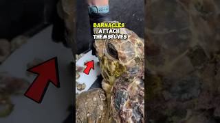 Turtles don’t always get barnacles removed, but this one did #turtle #wildliferescue