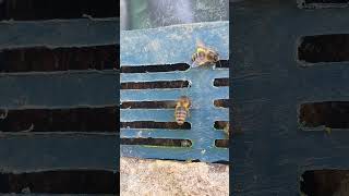 "Homemade ingenious gate" (Focuses on clever design)