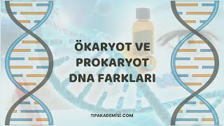Tipakademisi - Genom Ökaryot Prokaryot Dna Farkları