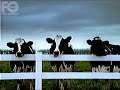 Arcor top line vacas la frmula 2001