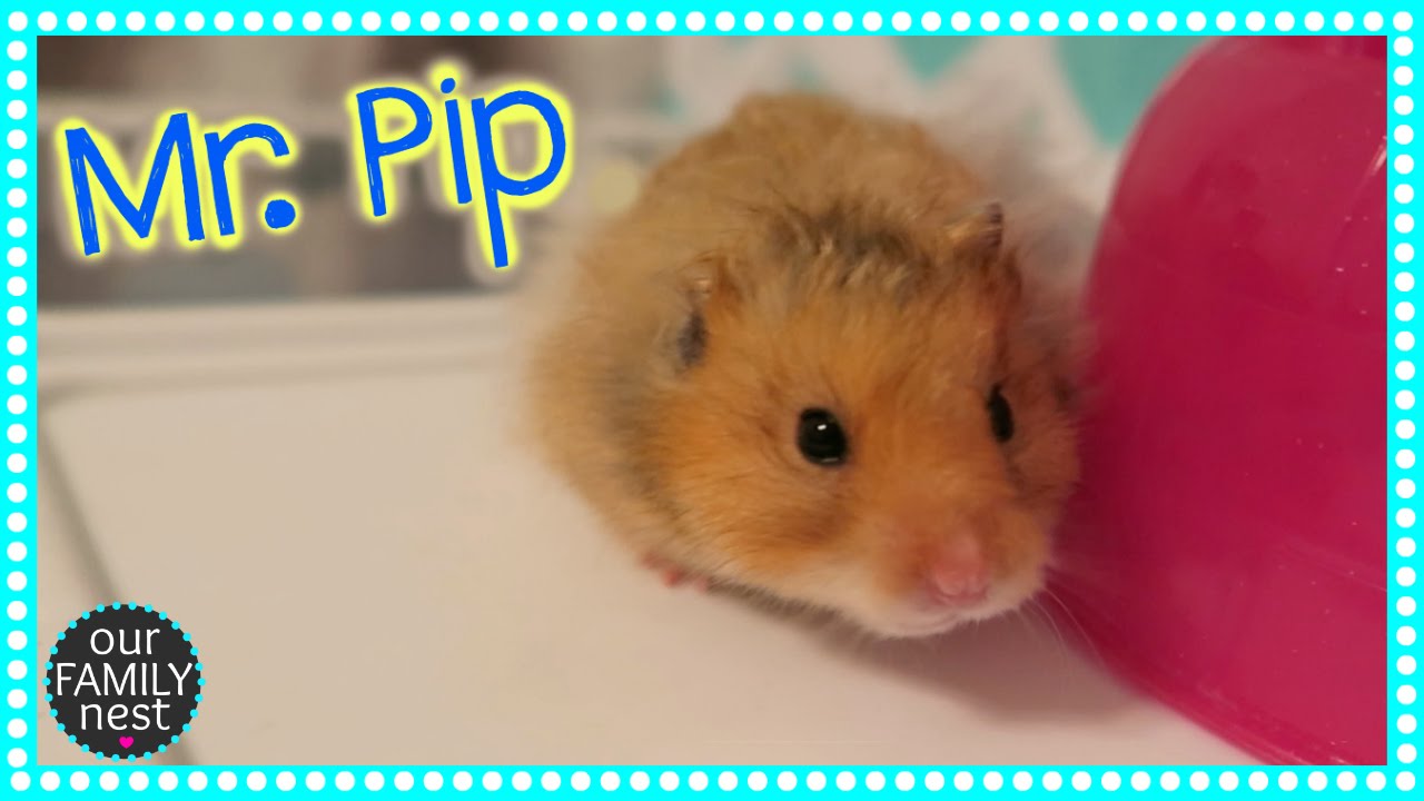 WHY I CHANGED MY HAMSTER'S NAME