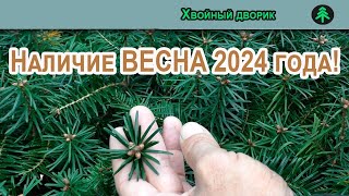 Наличие сеянцев для предварительного заказа на весну 2024 года!