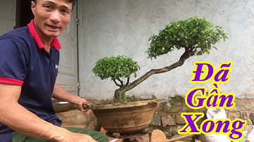 Tập làm cây bon sai chuỗi ngọc