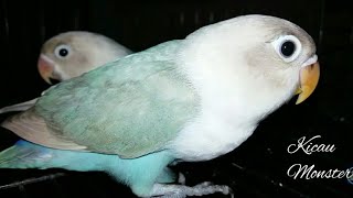 Lovebird Pastel Biru | Uranus Park