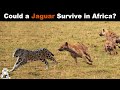 Could Jaguars Survive in Africa?