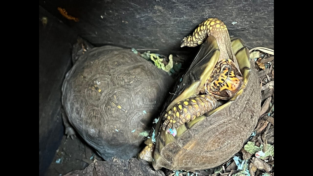Return of the Crazy Cool Mating Box Turtles! 🐢😜 - YouTube