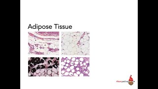 Adipose Tissue
