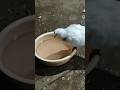 When Pigeons Fight for Bath 😍💦 #pigeonbath #petpigeon #birdlove #ytshorts #shortfeed #viralvideo