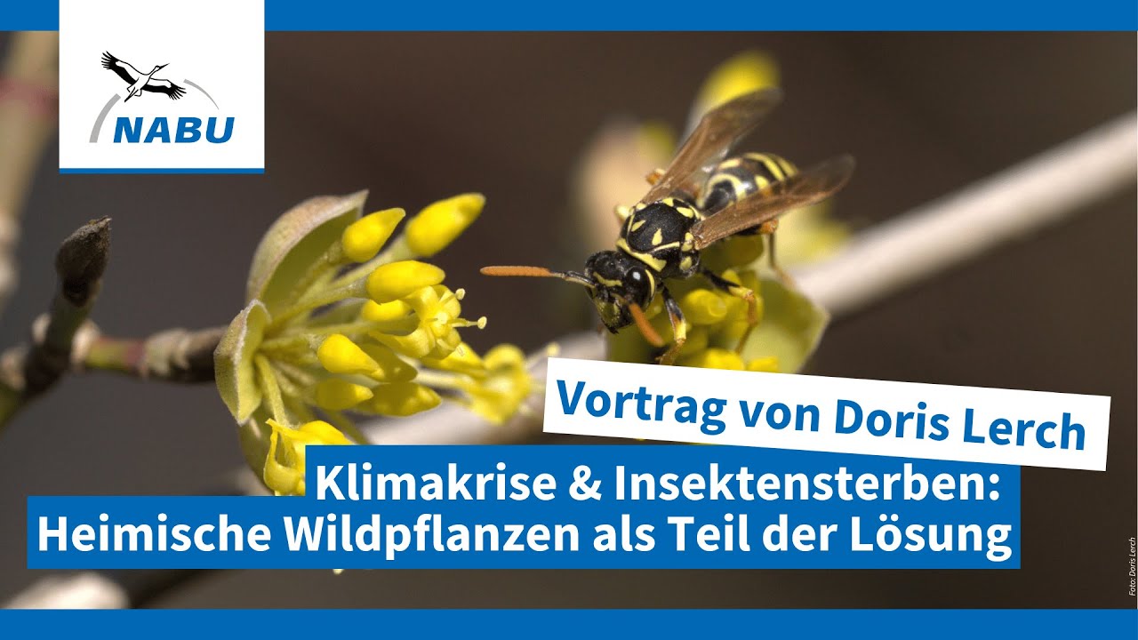 Mit Wildpflanzen der Klima- und Biodiversitätskrise trotzen | Online-Vortrag