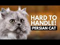 5 Reasons Most People Can&#39;t Handle a Persian Cat