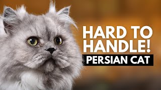 5 Reasons Most People Can't Handle a Persian Cat