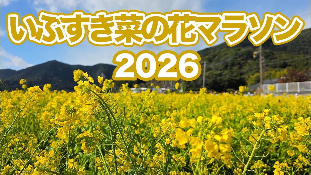 いぶすき菜の花マラソン2026