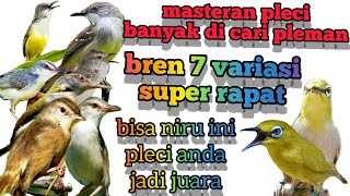 masteran pleci bren ciblek 7variasi bren