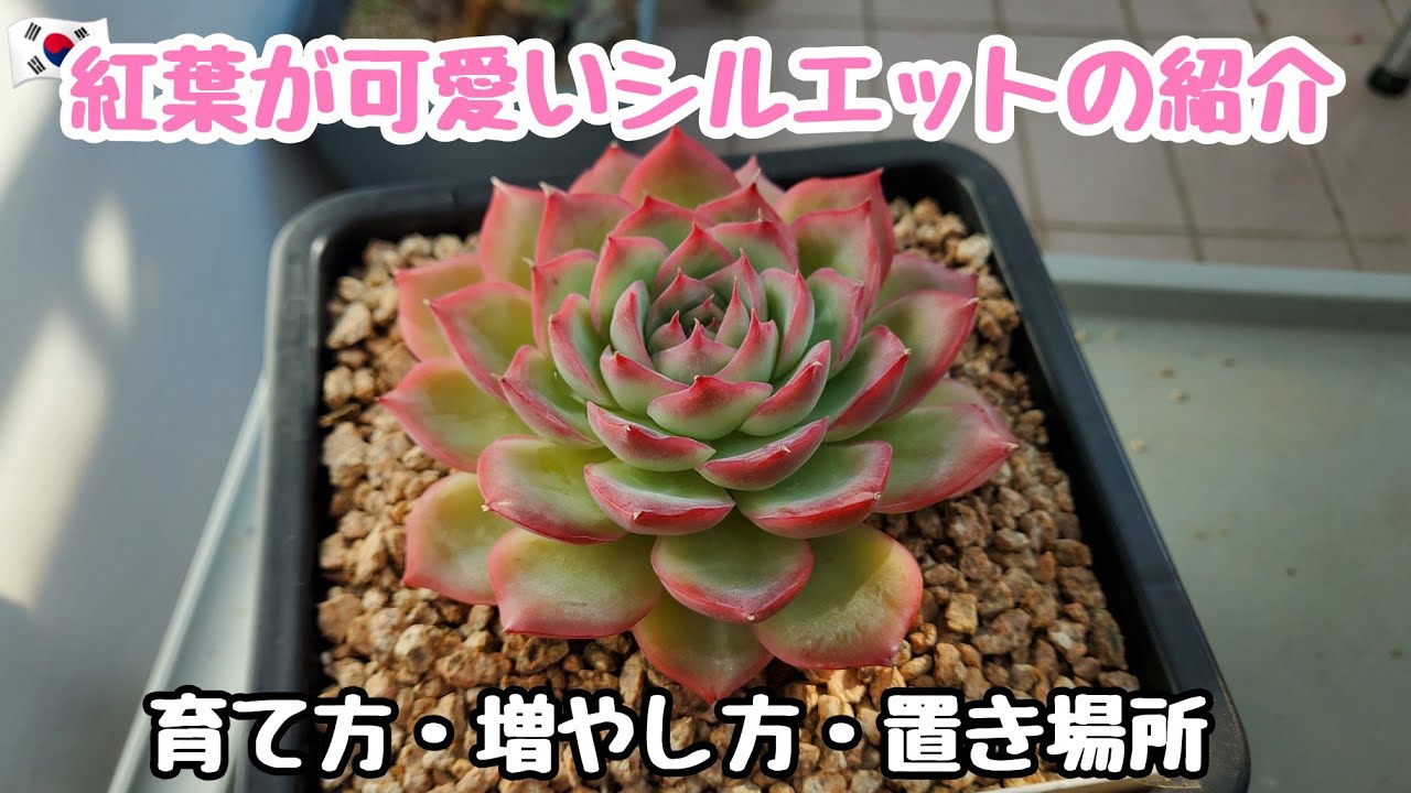 多肉植物】紅葉が可愛いシルエットの紹介！育て方や増やし方、置き場所