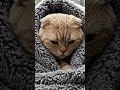 Ai cat #ai #aivisualization #cat #techfuture #iran