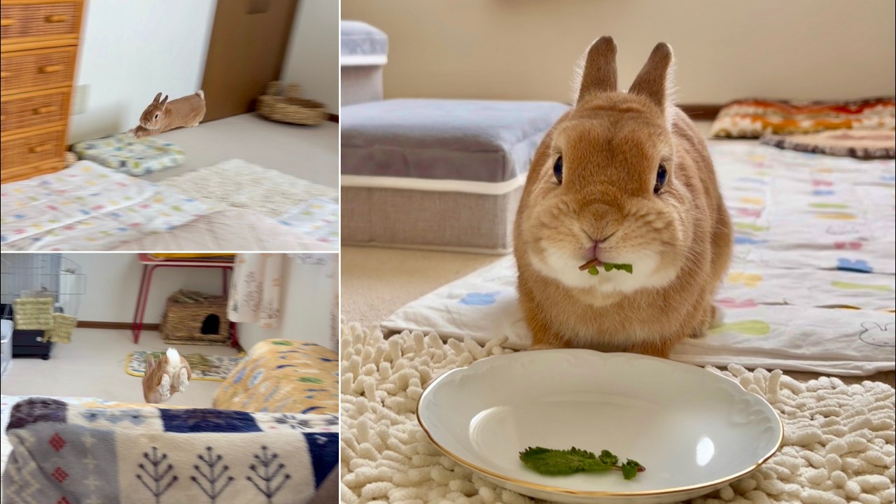 いつものランニングコースをダッシュで周回するうさぎさん