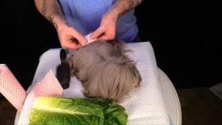 Wrapping long hair guinea pig tutorial