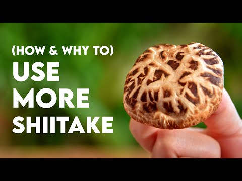 Shitake Recepty