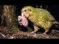 Full Life Cycle 💔🦜 Kakapo Mother’s Final Sacrifice | Life of Wings