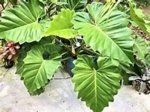 Philodendron Subincisum Update Youtube