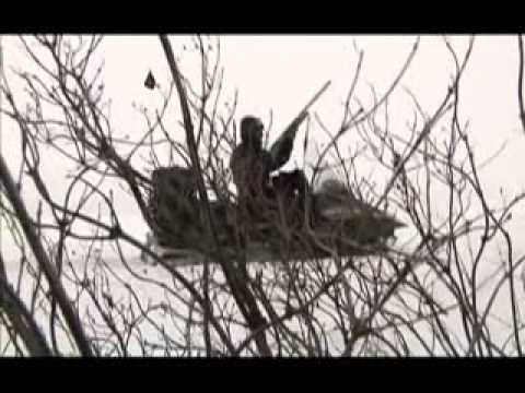 Охотничьи просторы: Волк.