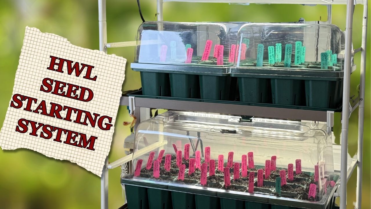 Выращивание рассады по методу HWL | Моя организованная система