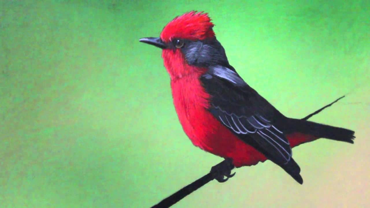 Acrylic painting time lapse of a vermilion flycatcher 