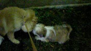 Zeva (My Eurasier) & Errikos