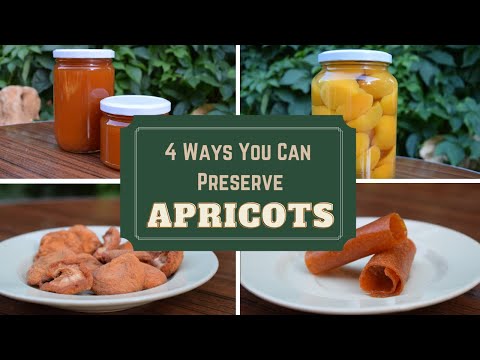 Video: Guinea Noog Nrog Apricots, 