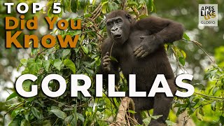 Gorilla DYK Top 5: Anatomy by Apes Like Us 3,542 views 3 years ago 3 minutes, 18 seconds