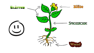 Welche sind die Organe der Pflanzen?