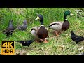 Cat TV For Cats To Watch All Birds Enjoy A Good Day Sparrows Pigeons Ducks 8 Hours 4K HDR