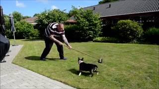 Broom Vs Miniature Bullterrier