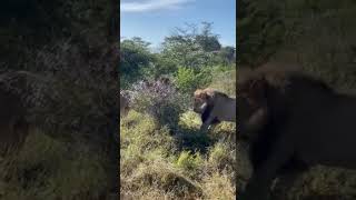 Marakele male Attacks Intruder Samara male who s Sleeping in his Territory