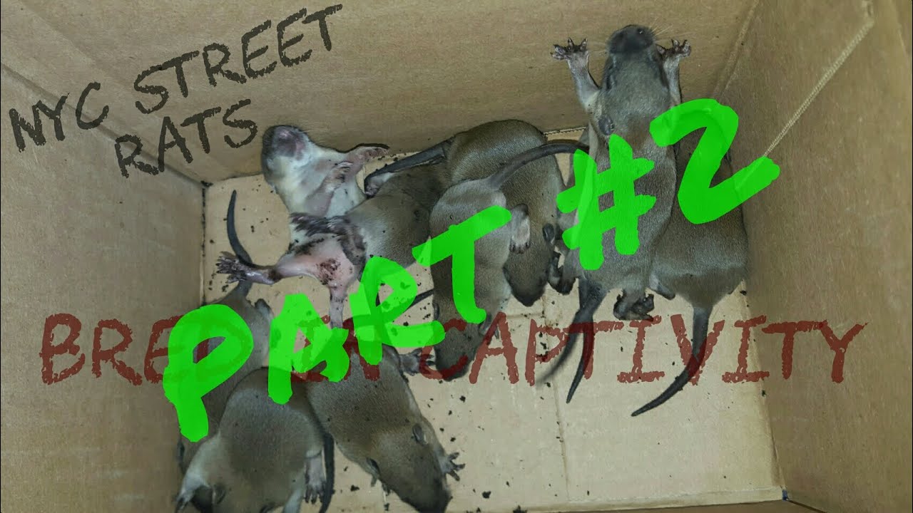 hoodoo meaning NYC Street Rats - BRED IN CAPTIVITY [ Part 2 ]