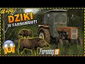 ✔BRACIA NA POLSKIEJ FARMIE #49 SEZON3|FS19🐖DZIKI W FARMINGU?!😱ROZSIEWANIE NAWOZU C3603P + KOS!💥